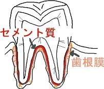 セメント質