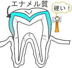 エナメル質