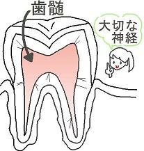 歯髄